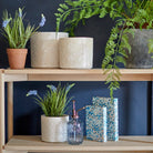 Blue Muscari in Terracotta Pot