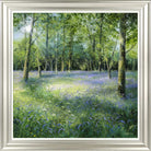 Bluebell Glade