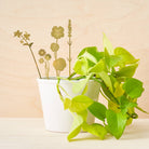 Brass Pot Stems, Herbs