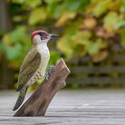 Carved Wooden Green Woodpecker