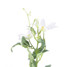 Clematis Baby Star Blanc