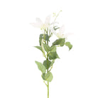 Clematis Baby Star Blanc