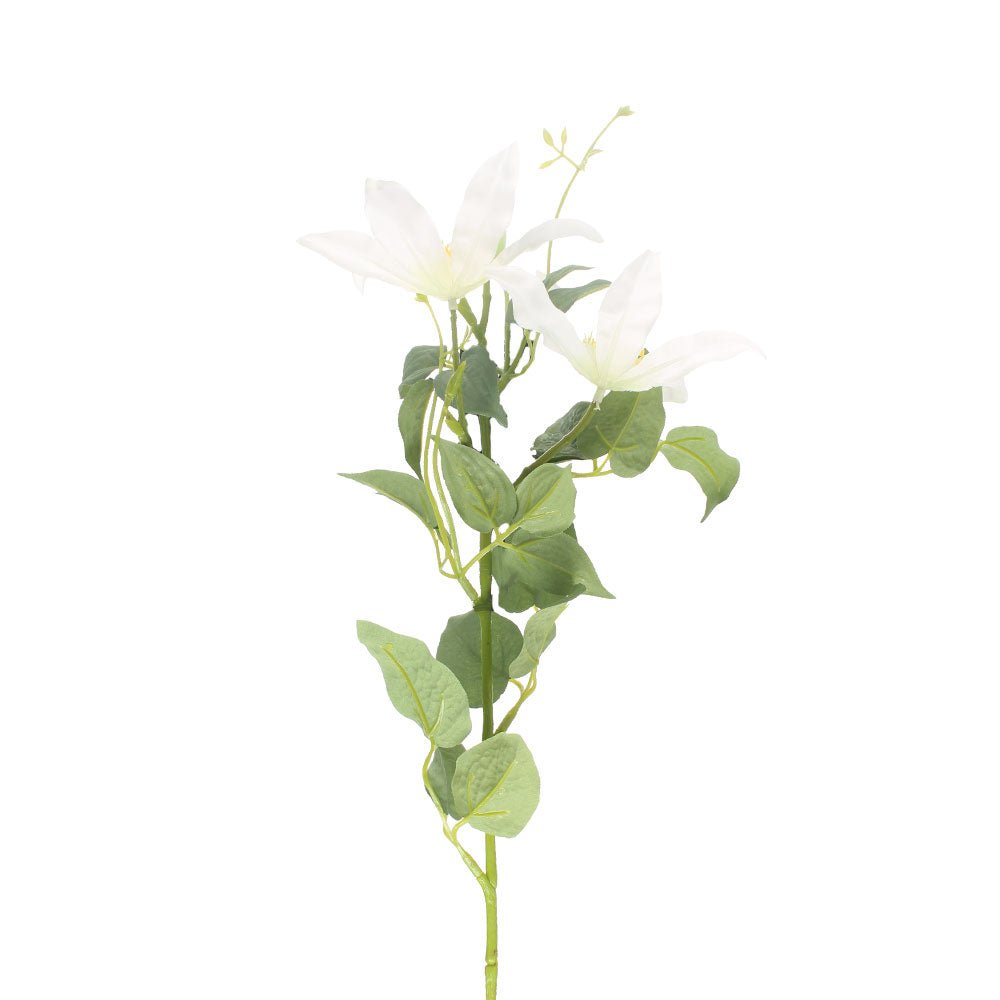 Clematis Baby Star Blanc - Angela Reed -