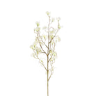 Cornus Blanc