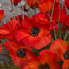 Dark Orange Poppy Spray, 3 Flowers,