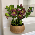 Deep Plum Hellebore Plant In Taupe Pot - Angela Reed - 