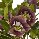 Deep Plum Hellebore Plant In Taupe Pot - Angela Reed - 