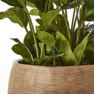 Deep Plum Hellebore Plant In Taupe Pot - Angela Reed - 
