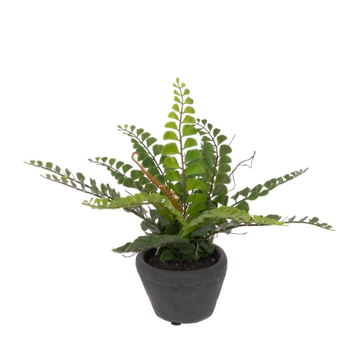 Fern in Grey Clay Pot