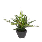 Fern in Grey Clay Pot