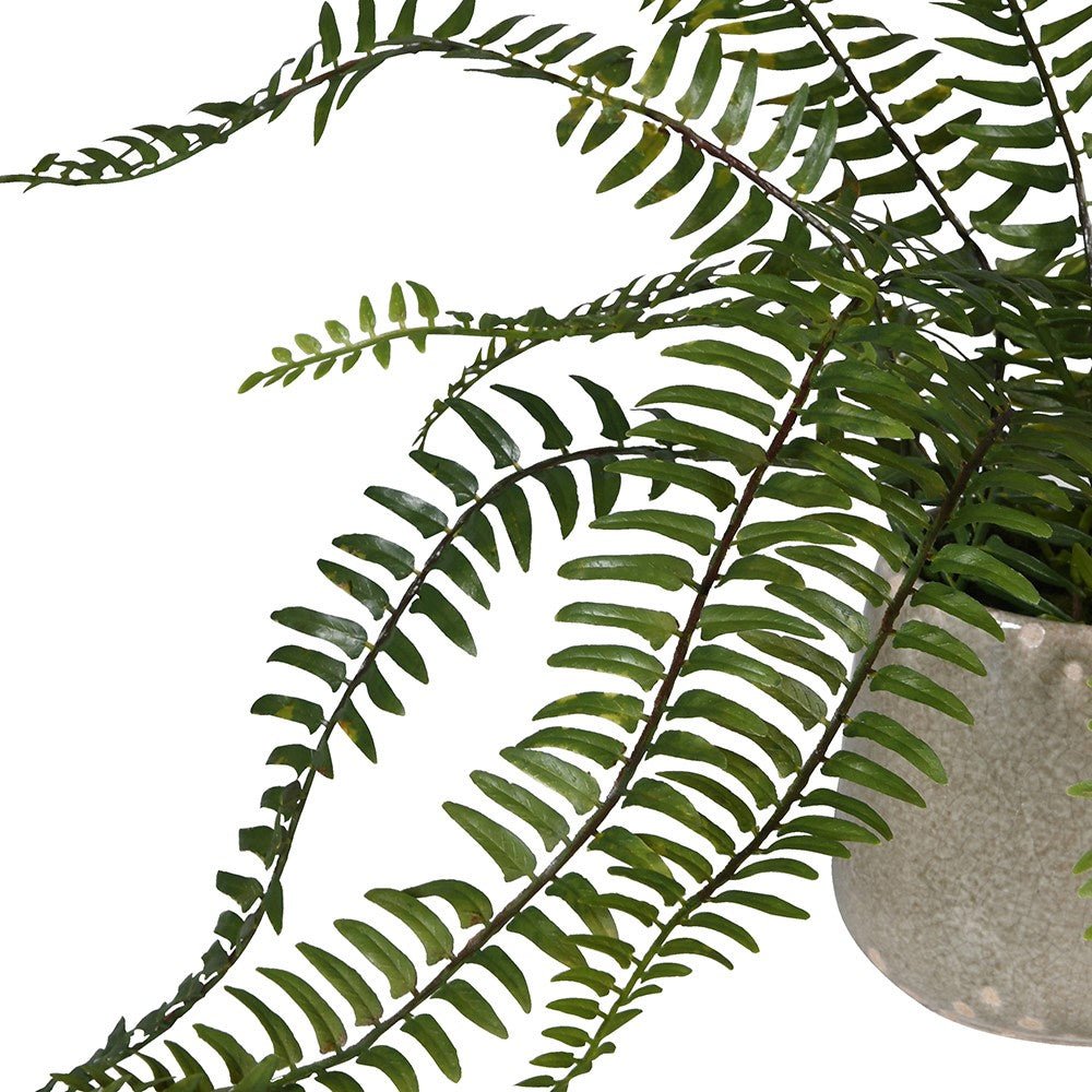 Fern in Khaki Ceramic Pot