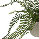 Fern in Khaki Ceramic Pot