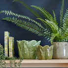 Fern in Khaki Ceramic Pot