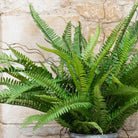 Fern in Stone Pot