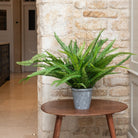 Fern in Stone Pot