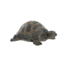 Garden Tortoise, Small