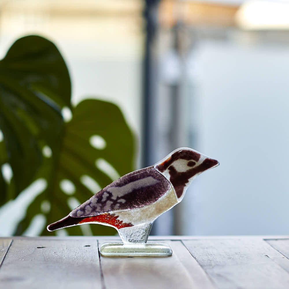 Glass Spotted Woodpecker - Angela Reed - 