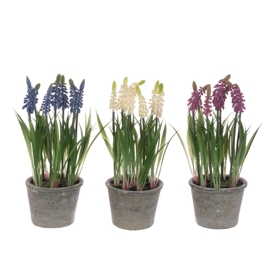 Grape Hyacinth in Pot, Assorted Colours - Angela Reed - 