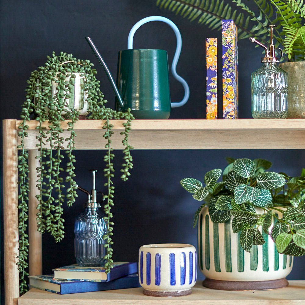 Hanging Senecio in a Pot
