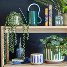 Hanging Senecio in a Pot