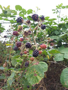 Hedgerow Harvest Jam