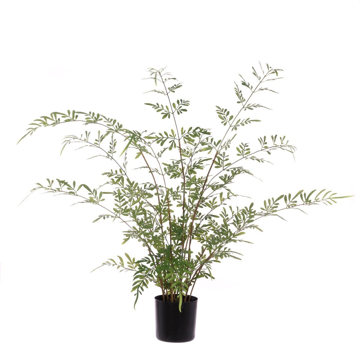 Herb of Grace Plant In Pot - Angela Reed - 