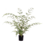 Herb of Grace Plant In Pot