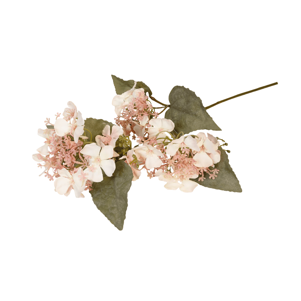 Hydrangea Anomola Blush