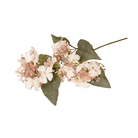 Hydrangea Anomola Blush