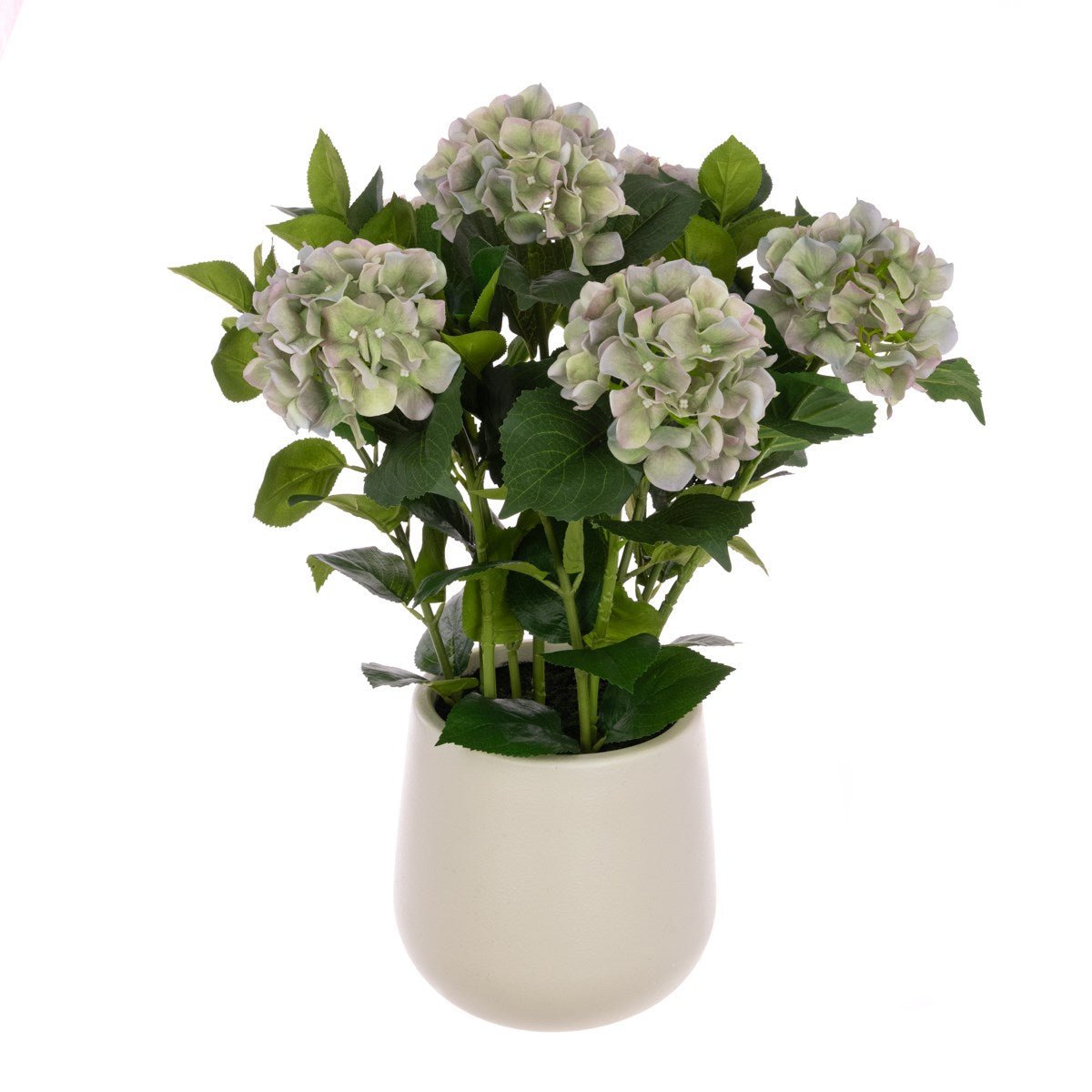 Hydrangea Plant In Pot, Green