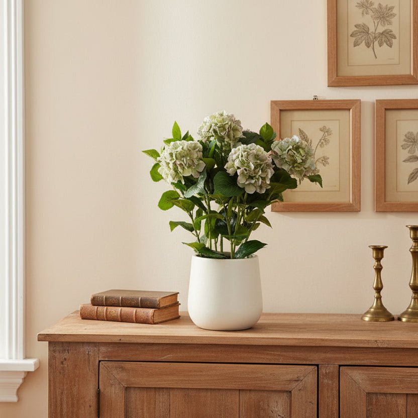 Hydrangea Plant In Pot, Green