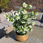 Large Green Hellebore in Taupe Pot - Angela Reed - 
