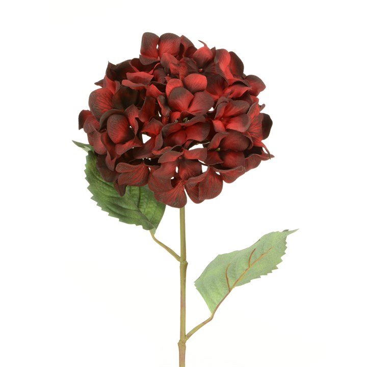 Large Red Hydrangea - Angela Reed -