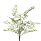 Maidenhair Fern Bush