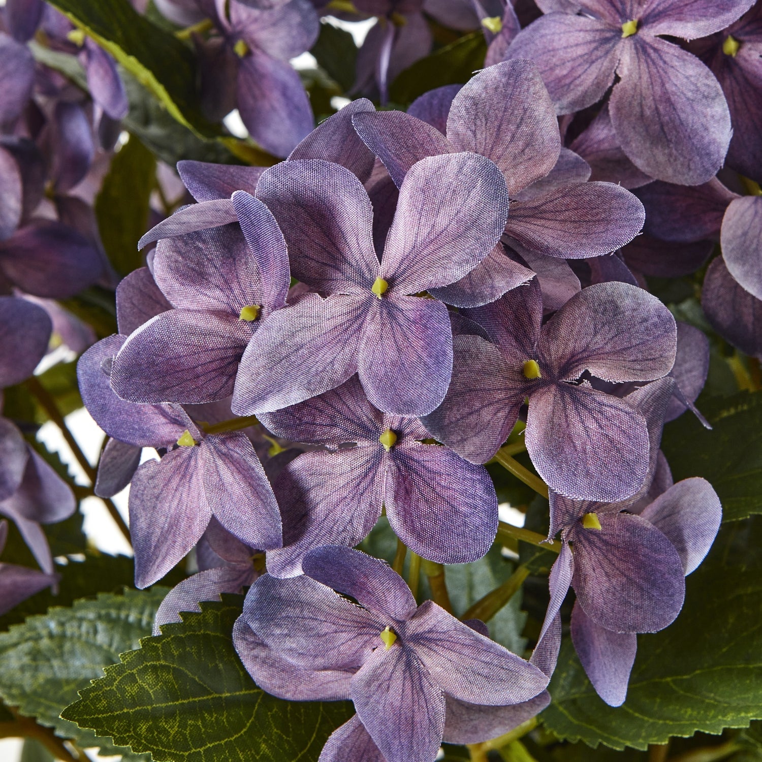 Medium Purple Hydrangea Plant In Pot - Angela Reed - 