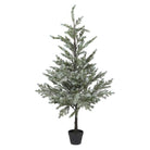 Noble Pine Tree, 5ft