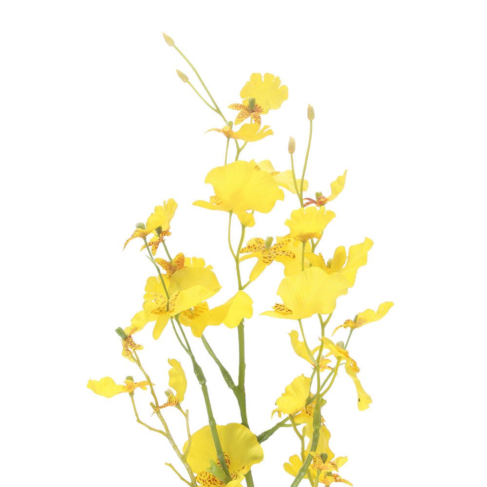 Oncidium Yellow - Angela Reed -