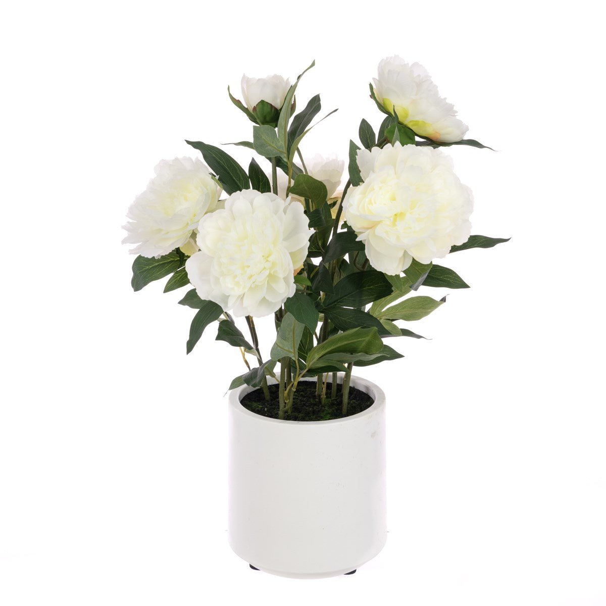 Peony In Pot, White