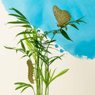 Plant Animal - Butterfly, House Plant Decoration