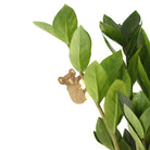 Plant Animal - Koala Bear, Plant Hugger Decoration