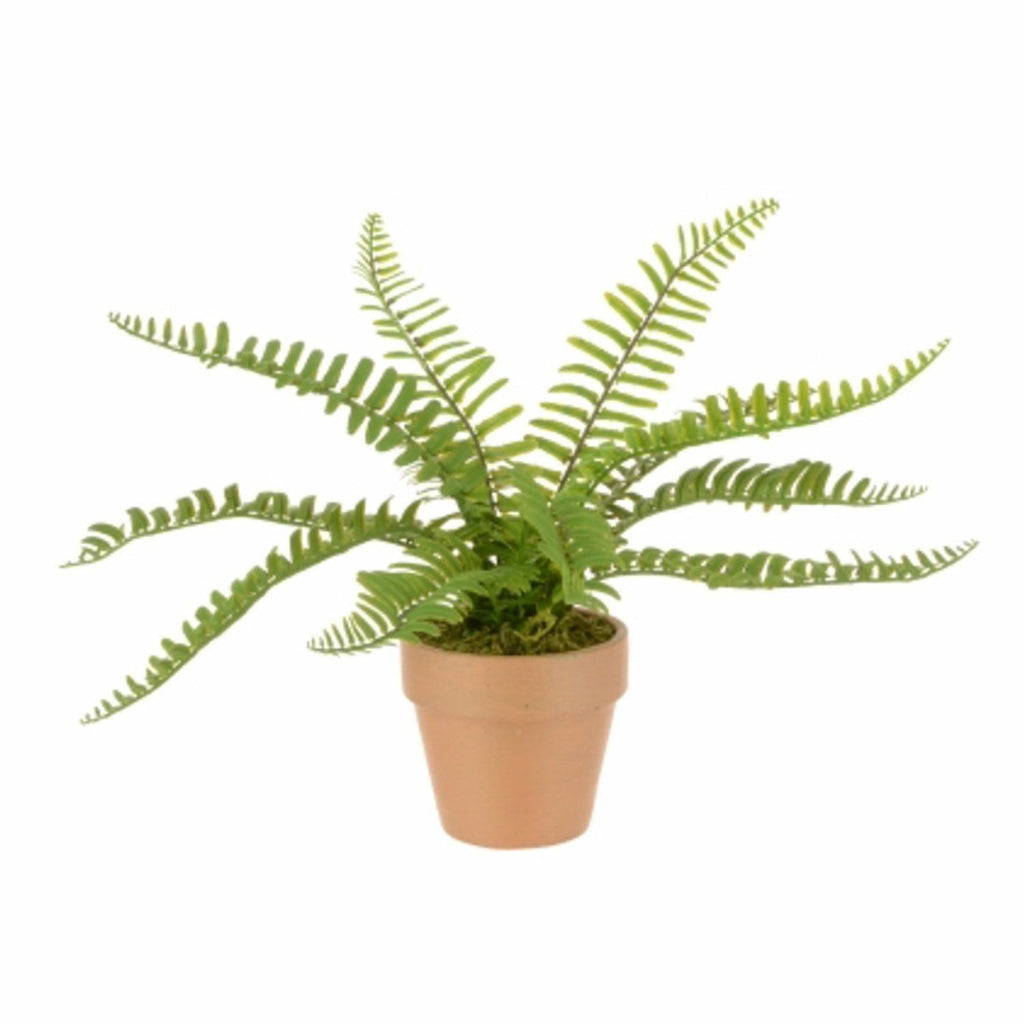 Potted Mini Fern, Assorted