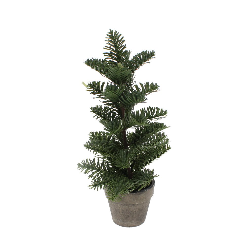 Potted Nordic Spruce