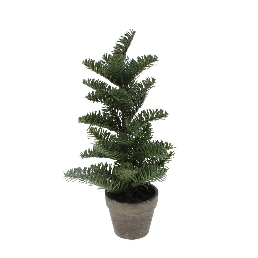 Potted Nordic Spruce
