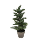 Potted Nordic Spruce