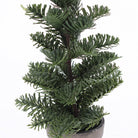 Potted Nordic Spruce