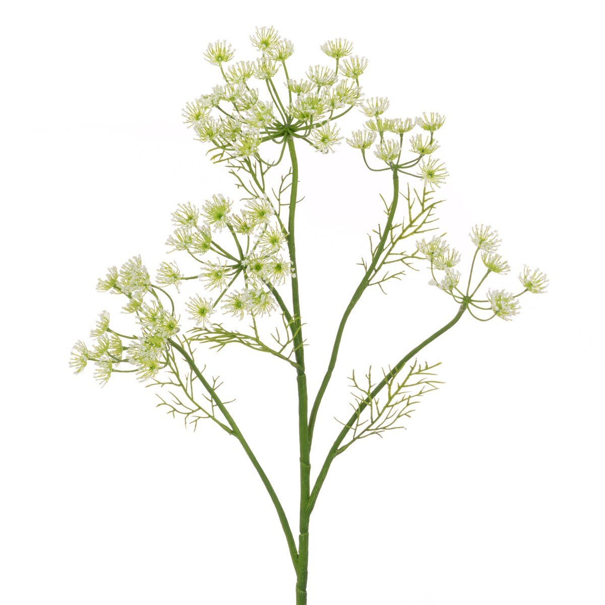 Queen Annes Lace Spray