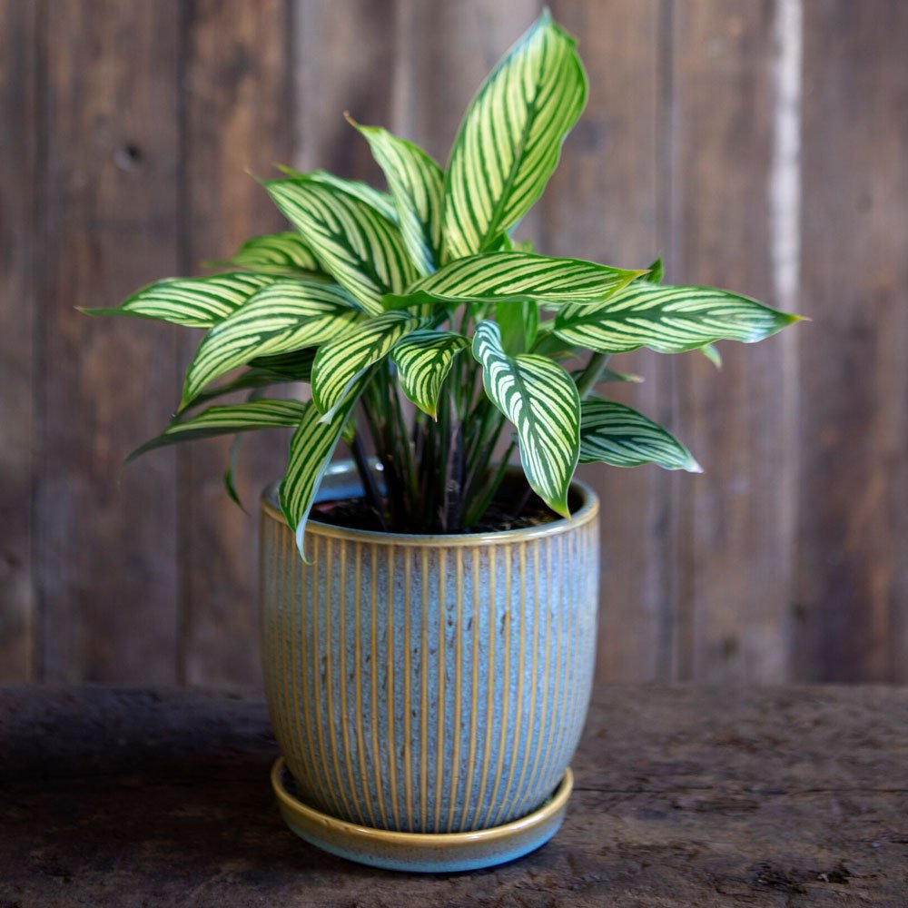 Ribbed Pot with Saucer - Angela Reed - 