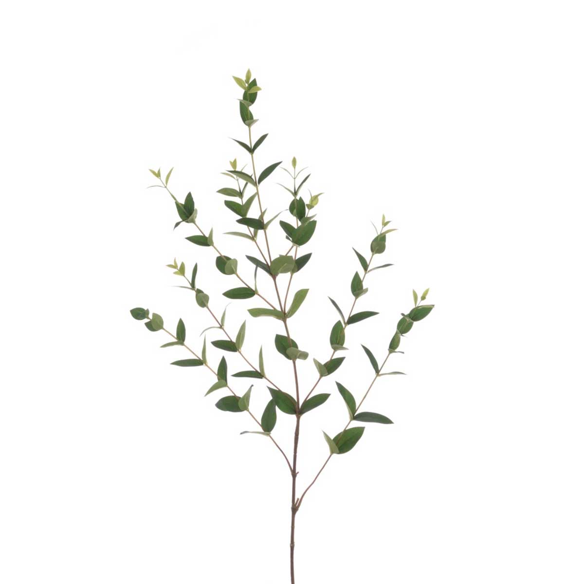 Ruscus Spray