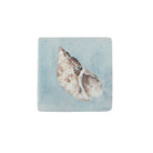 Shell Coaster