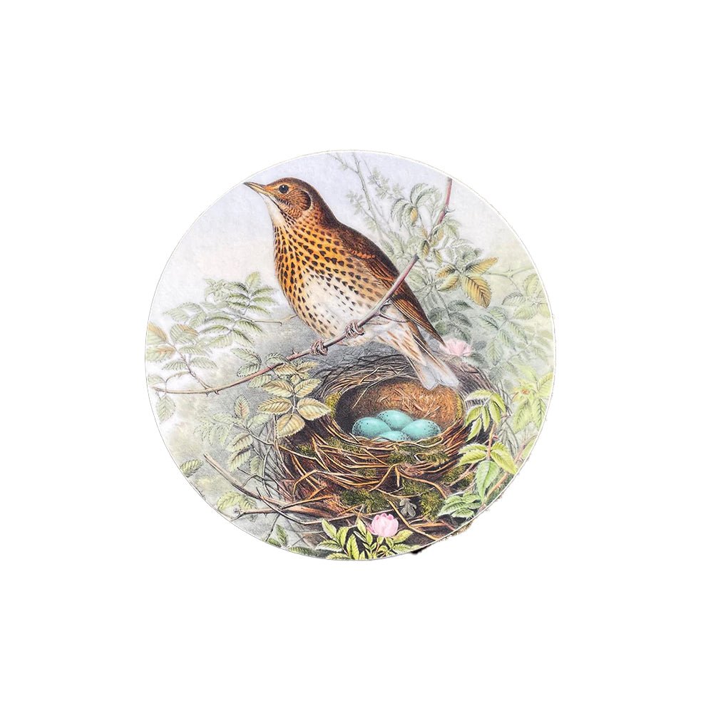 Song Thrush Coaster